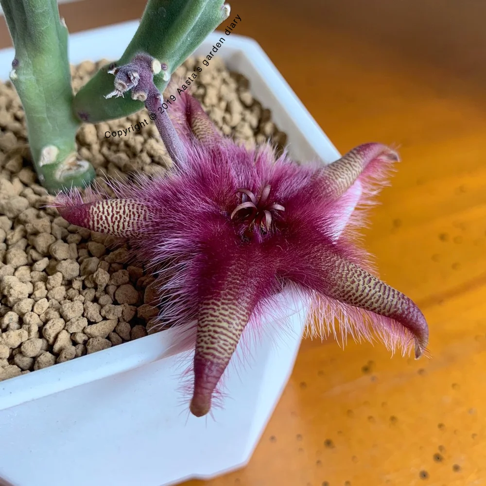 Asclepiadaceae sta Garden