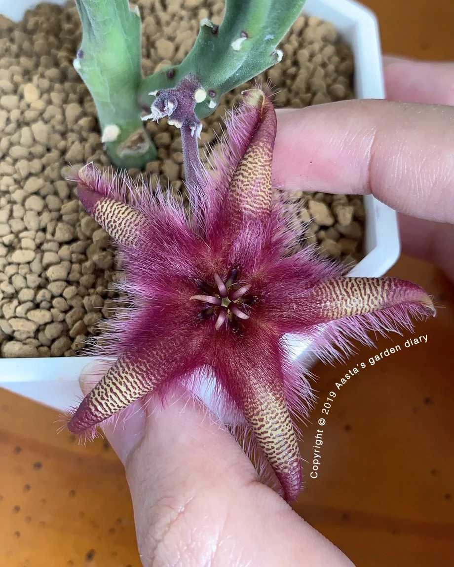 Asclepiadaceae — Aasta Garden