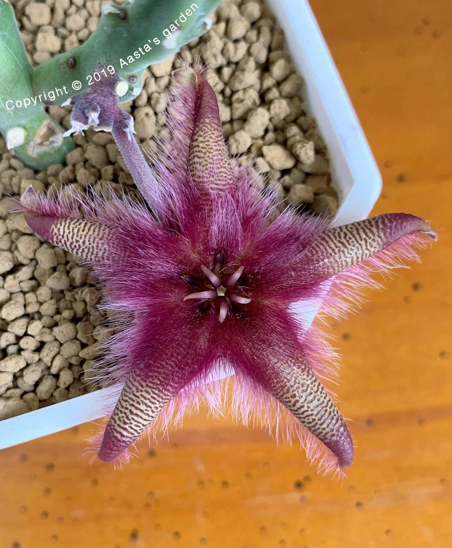 Asclepiadaceae sta Garden