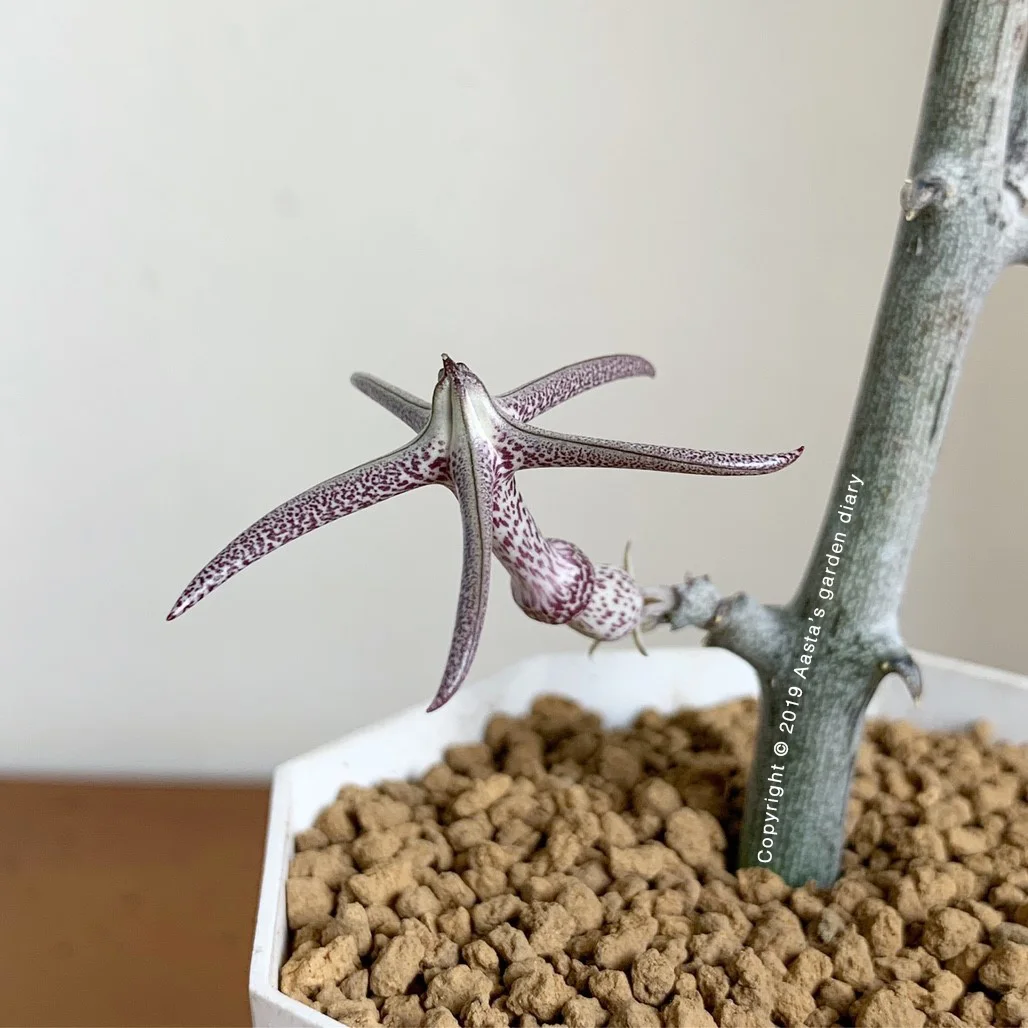 Ceropegia variegata