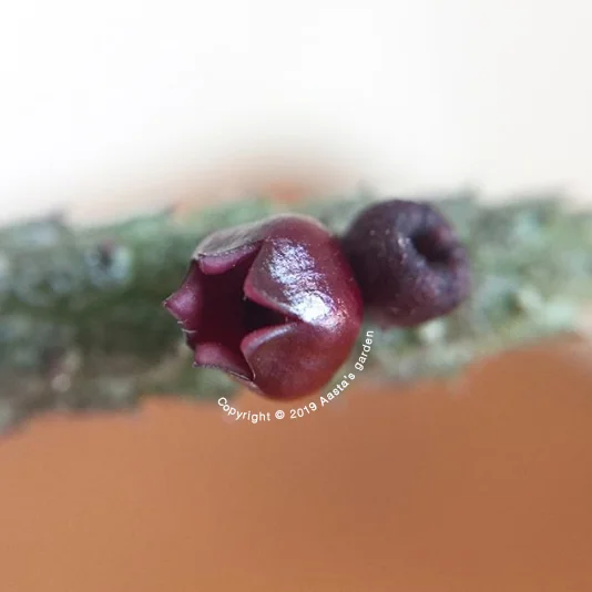 紅櫻桃青龍角Echidnopsis oviflora01.jpg