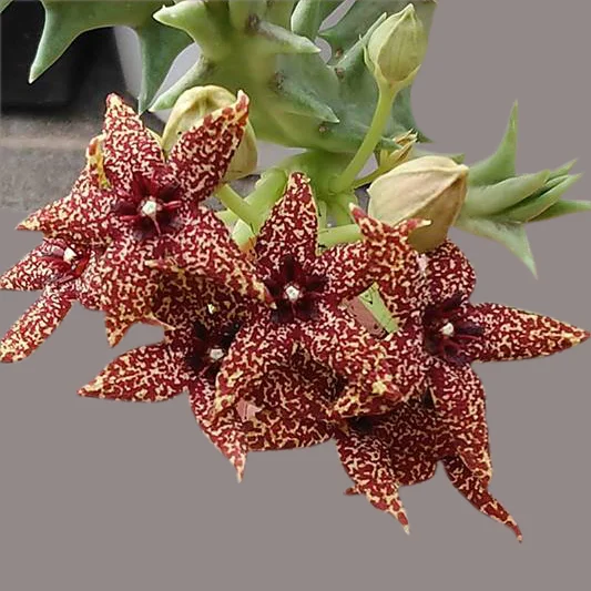 Orbea albocastanea