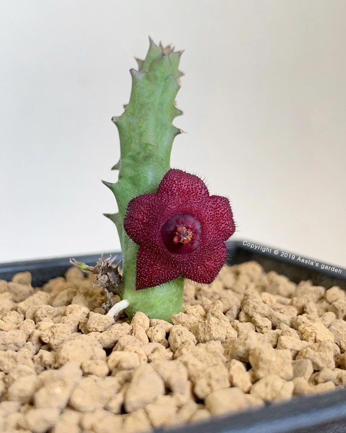 Huernia hyb. (BR886)