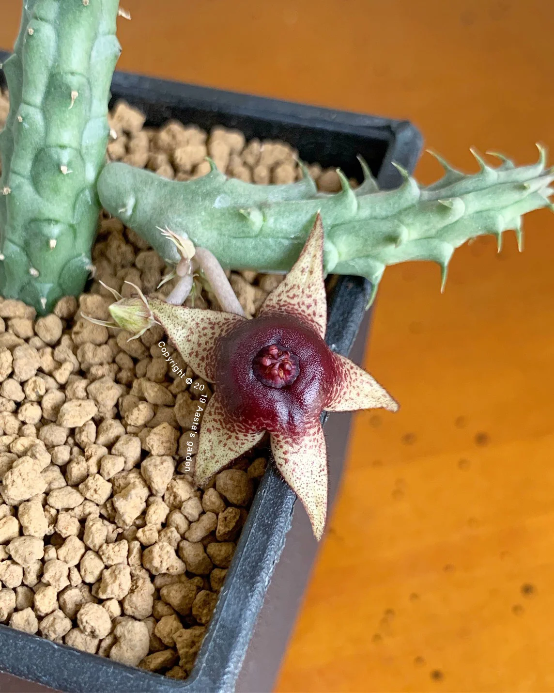 Huernia tanganyikensis