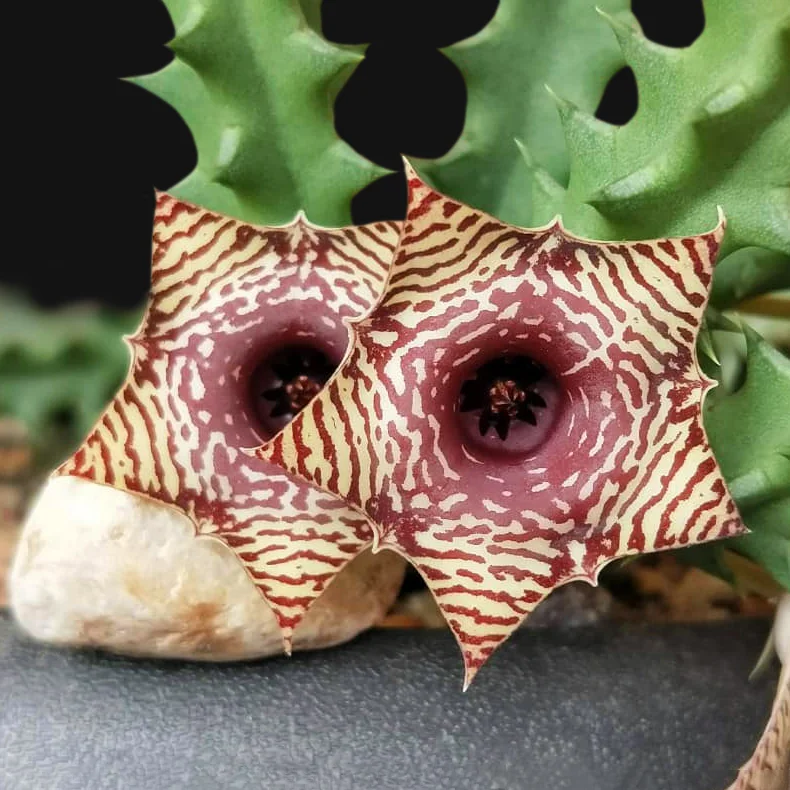 Huernia hyb. - ' Red Barcode '