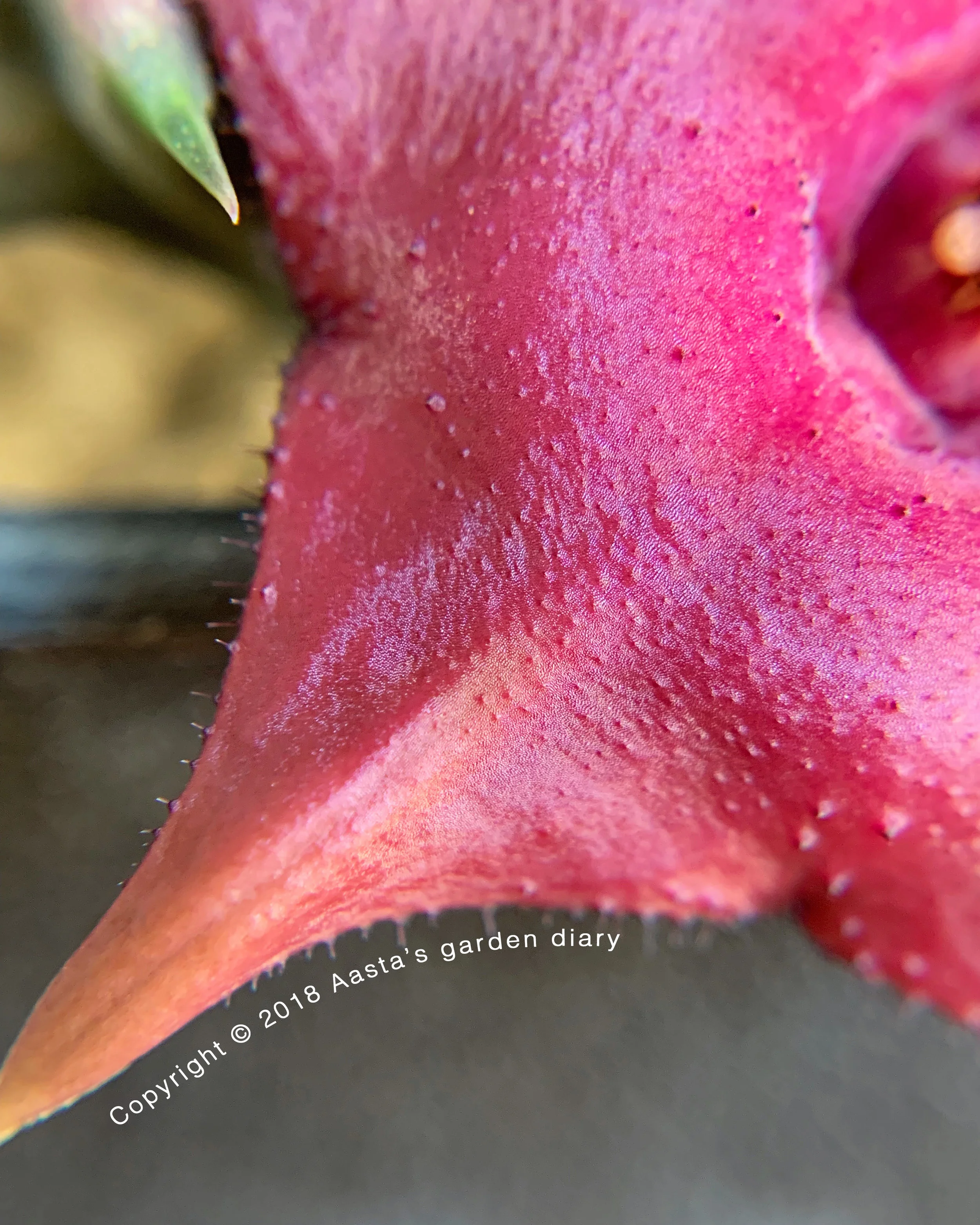 90F6E077-D946-48BB-803F-84CB74E3FE41