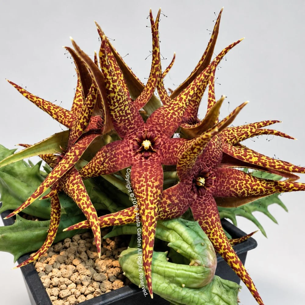 魔王豹皮花01-1.jpg