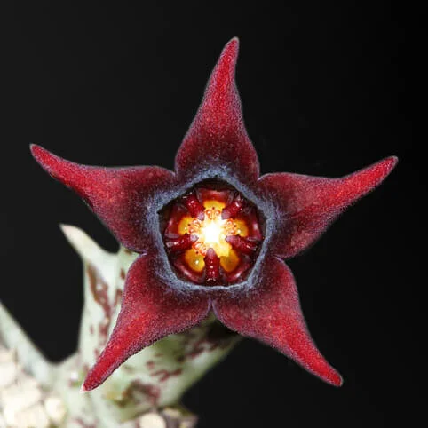 Orbea semitubiflora
