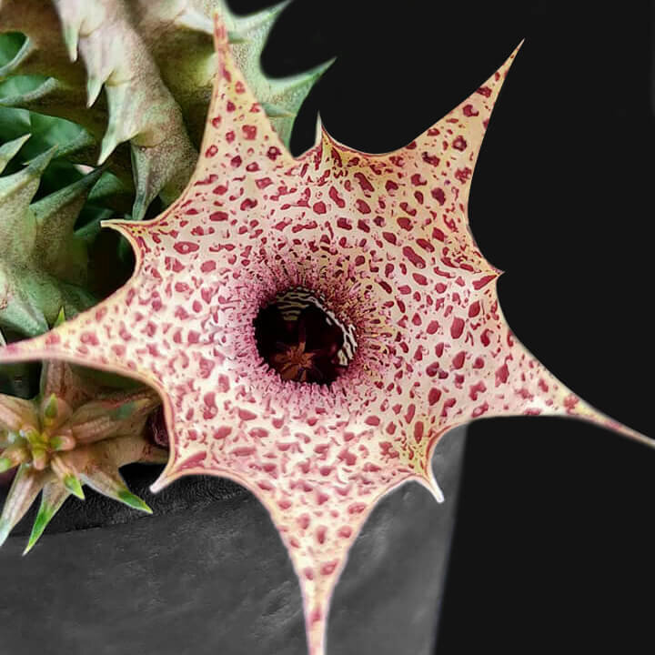 Huernia hislopii subsp. robusta