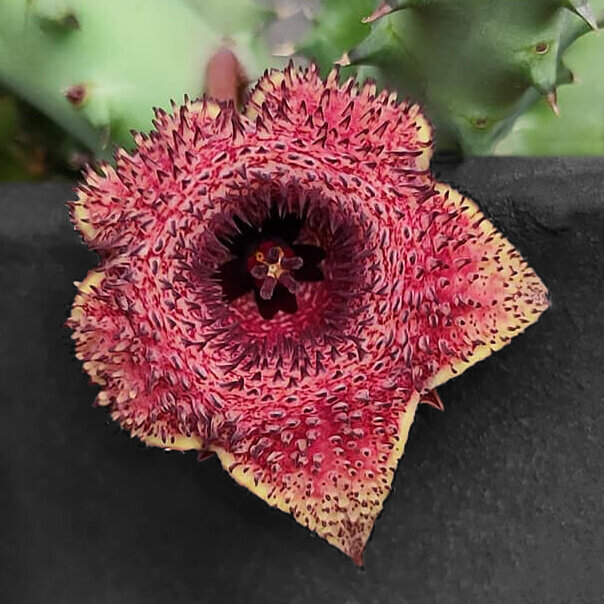 Huernia hyb. - "YR122"