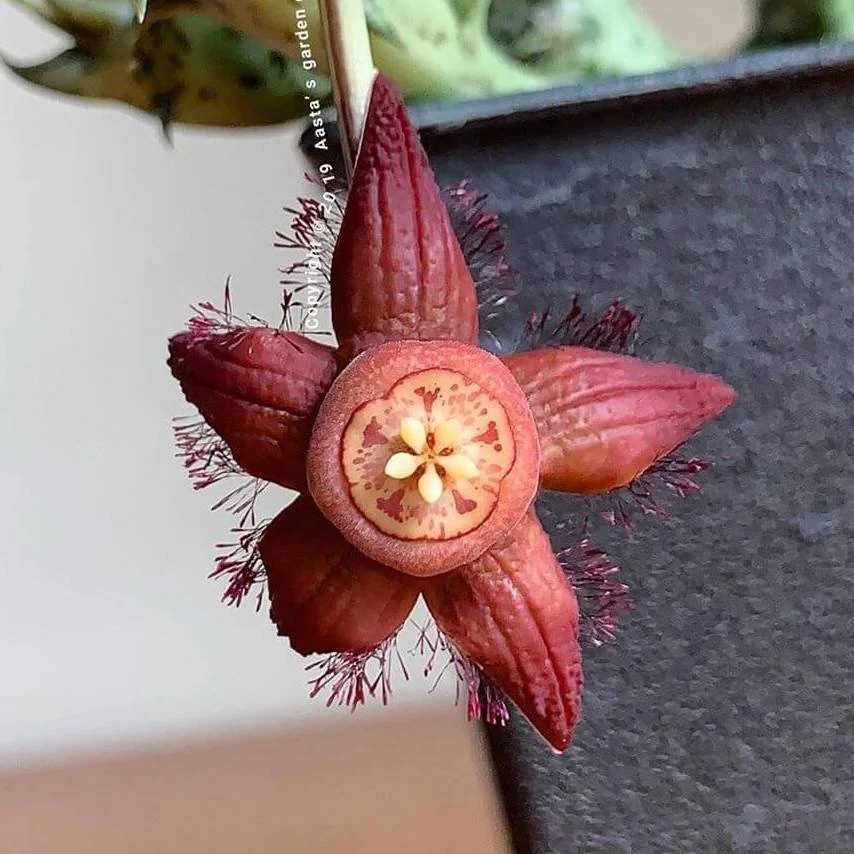 0EC8AAAC-37A2-4CA2-9670-4606BDBFEF7F