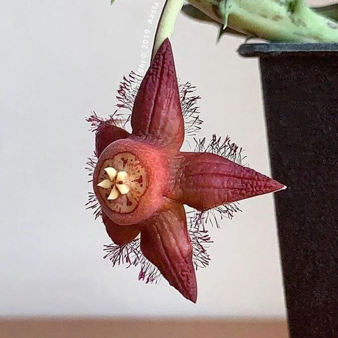 F19946D7-FDB7-4A3E-9D7C-270786D4123A