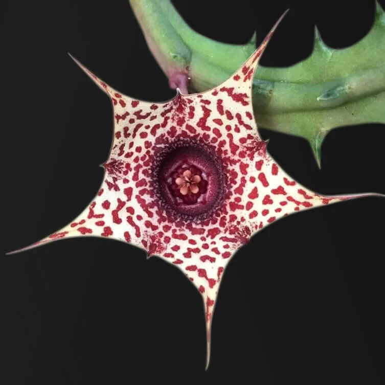 A7C60839-0B72-4755-9332-E17458F146B2