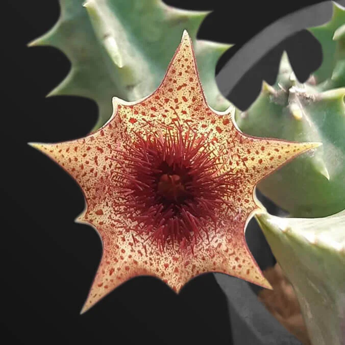 351A91B5-8ED3-479A-A0C8-5750C3FE314C