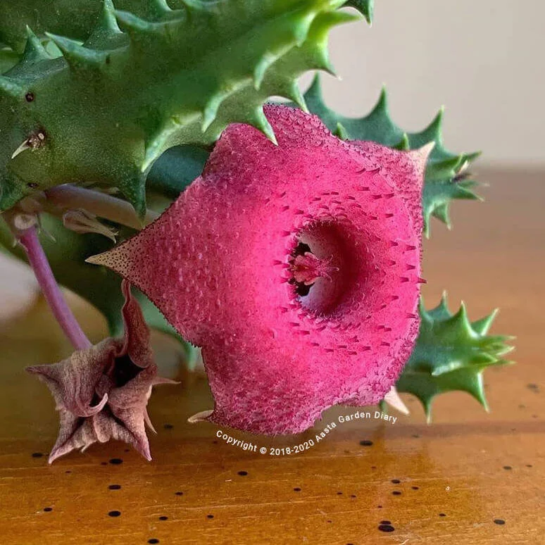 A60D2ED3-A3F1-41FB-8C8B-0ADE508C4B7C