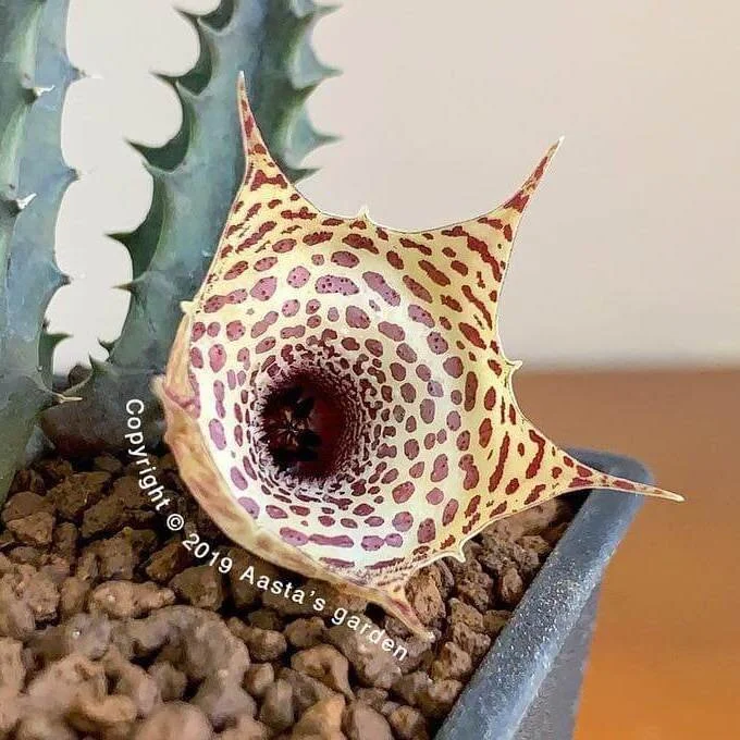 071E12A1-CC91-4989-A7D7-8A1F3F840C45