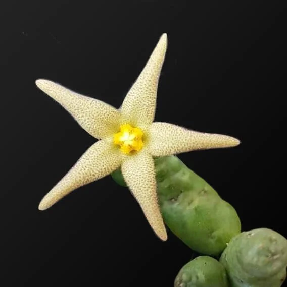 Piaranthus cornutus .jpg