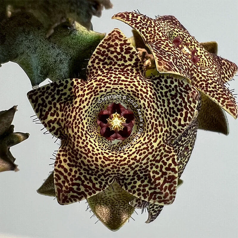 E90B3616-2CE9-4DCD-B683-2B57C8045445