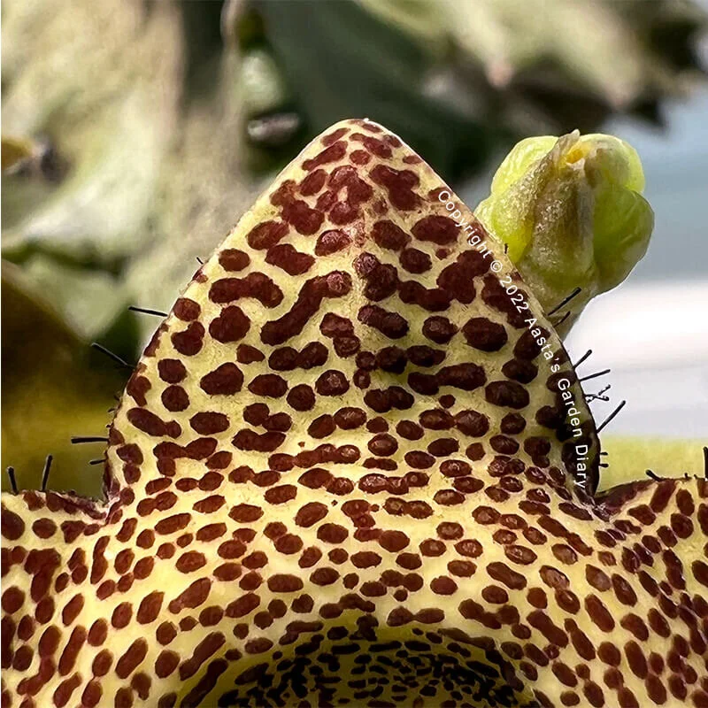 F7DFB10B-096B-40B9-9B9D-F797365A44EC