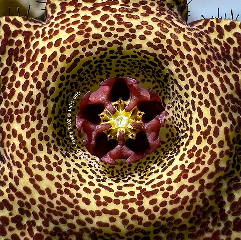 A956CA2D-0990-4537-B666-FDF8FD4D06F9