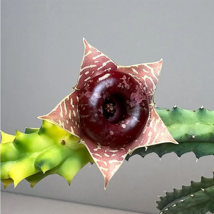 Asclepiadaceae  Aasta Garden