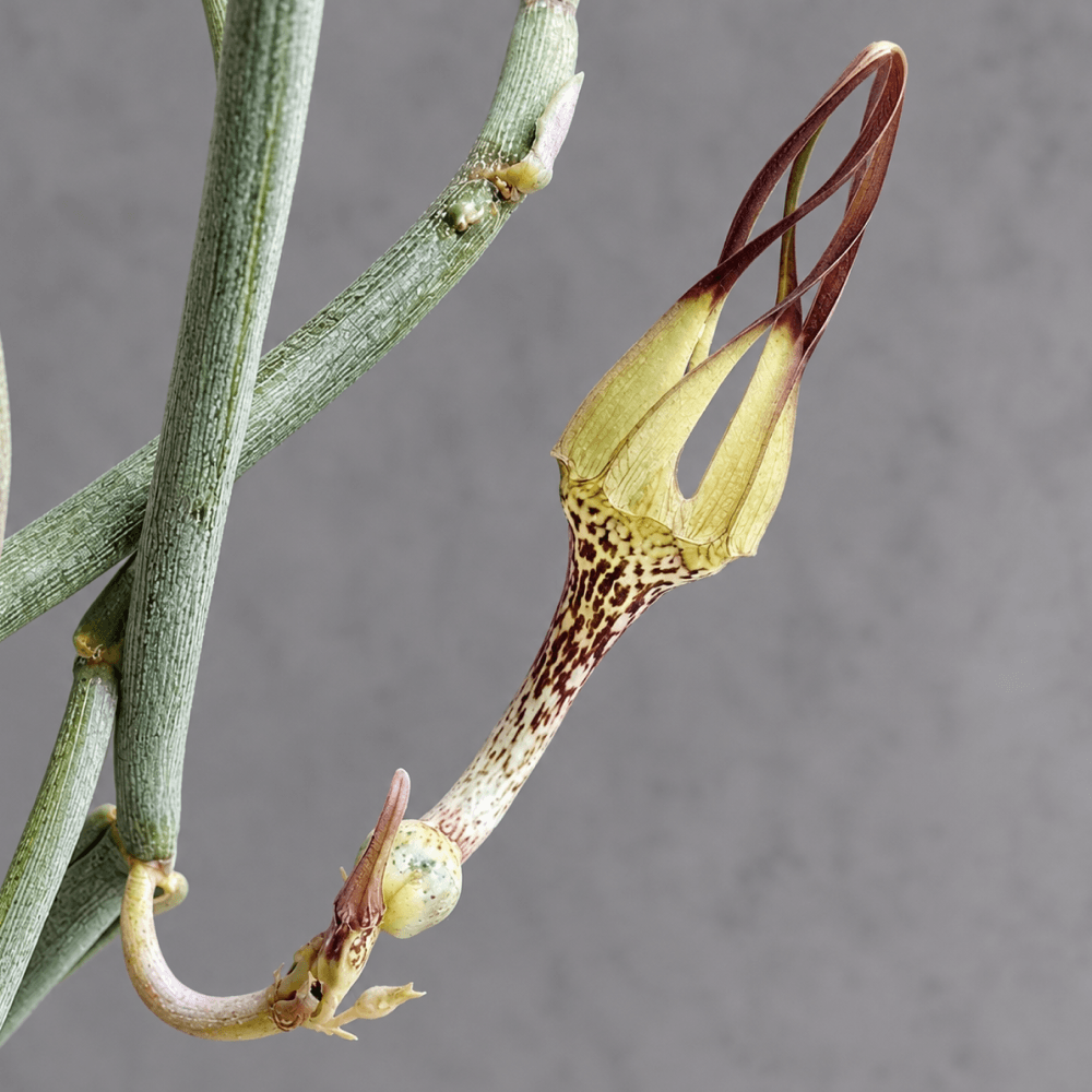 Ceropegia junce.png