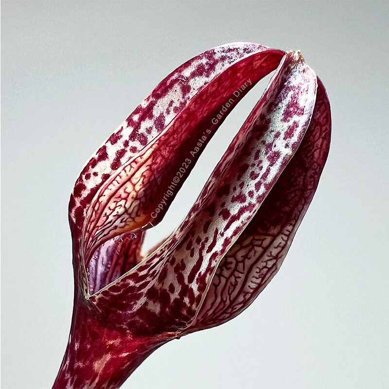 Ceropegia rupicola hyb.(A)04.jpg