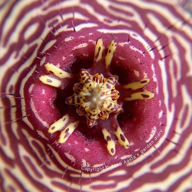 Tromotriche revoluta var. tigrida03.jpg
