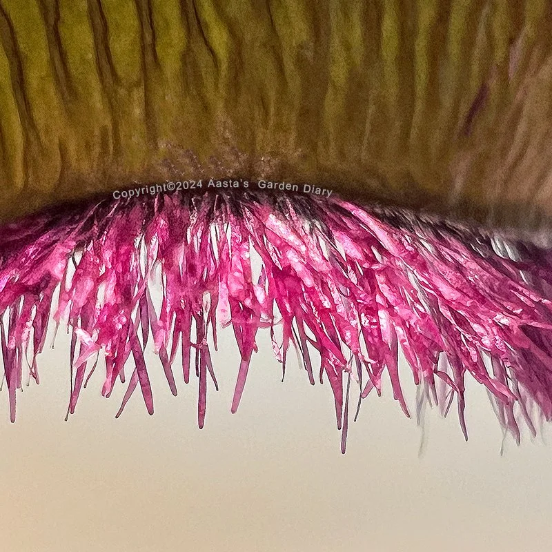 Stapelia Schinzii03.jpg