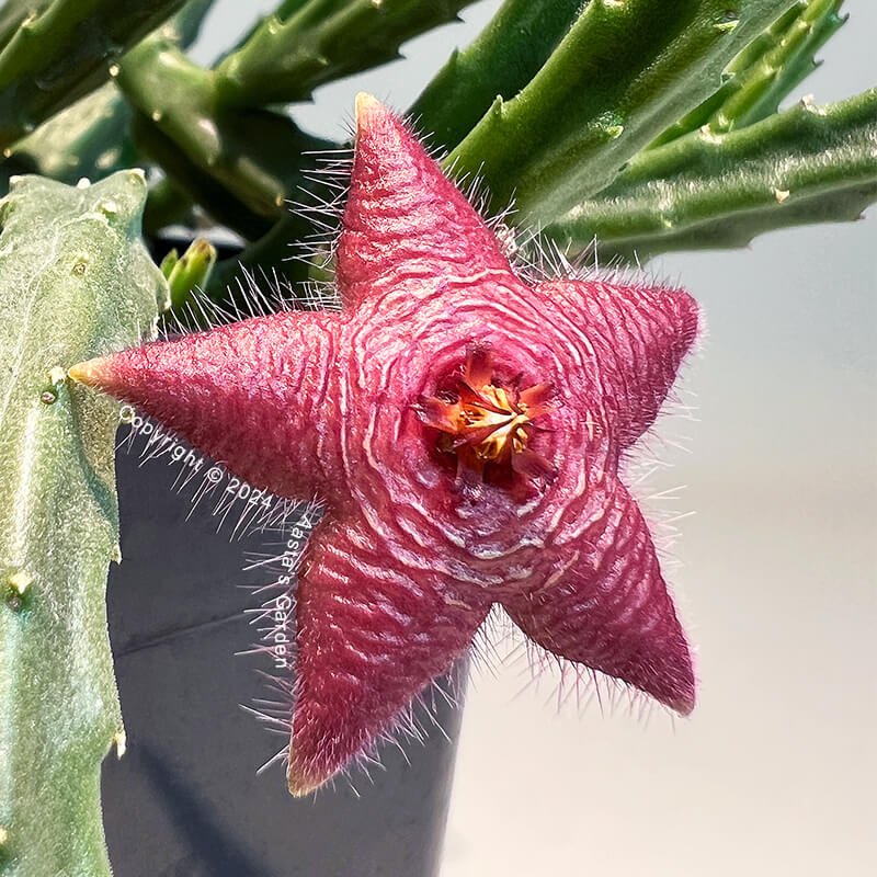 Stapelia scitula03.jpg