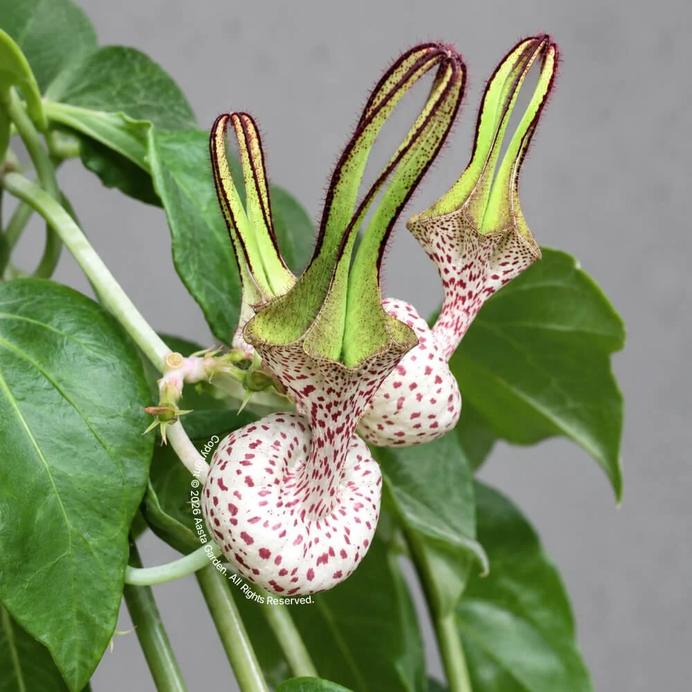 Ceropegia albisepta var. robynsiana01.jpg
