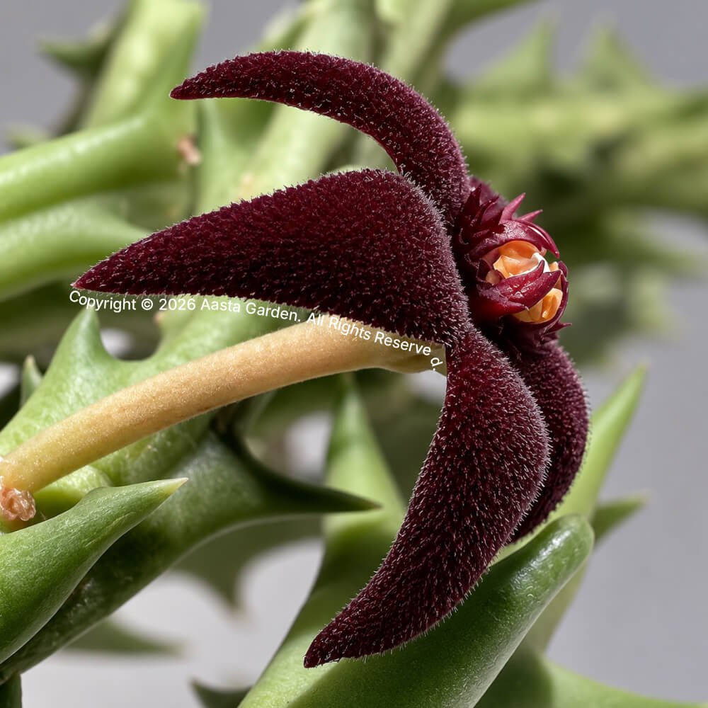 Orbea subterranea03.jpg