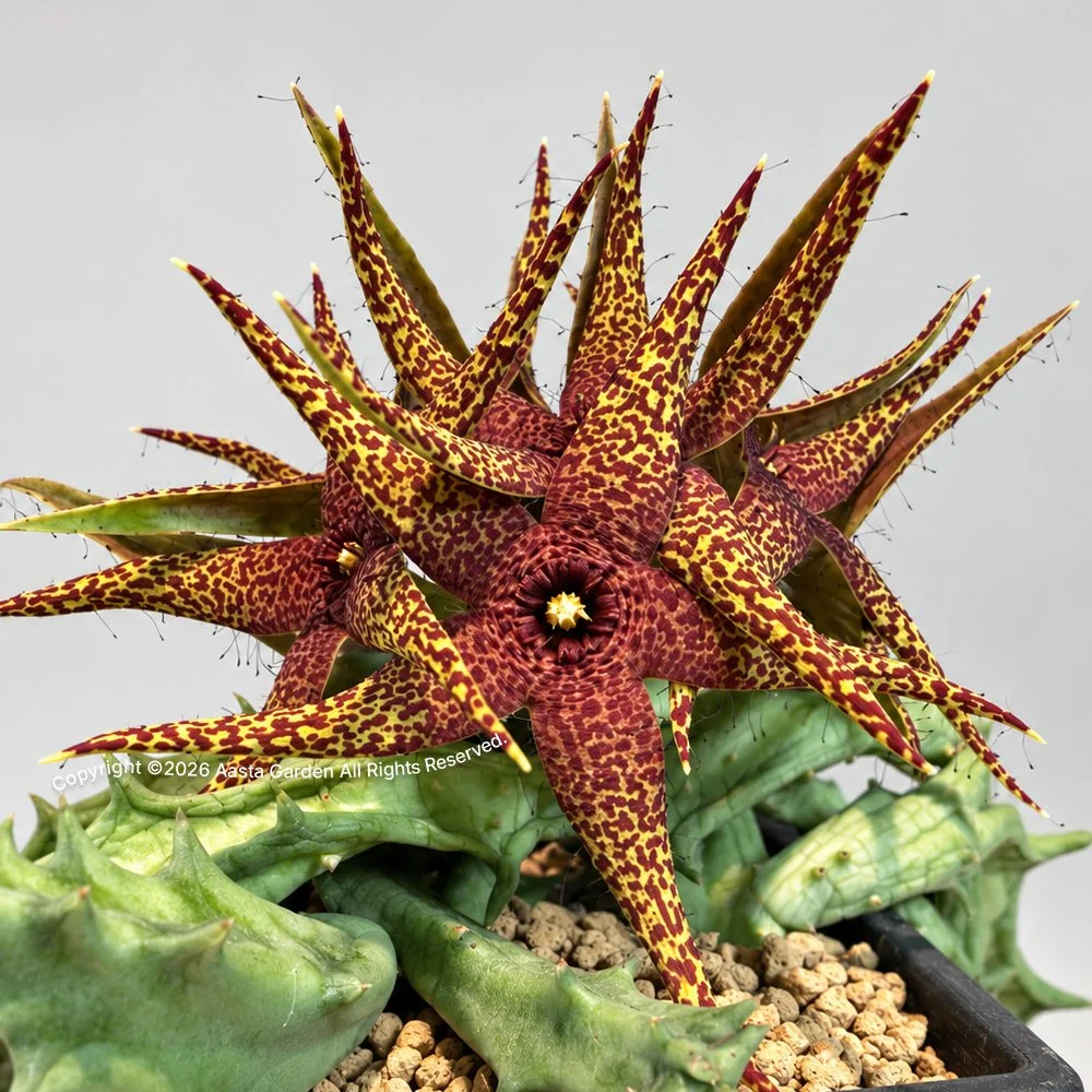 魔王豹皮花01-2.jpg