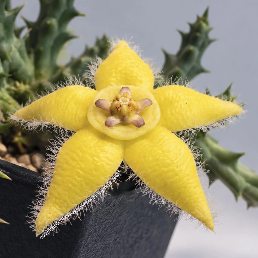 Orbea semota var. lutea02.jpg