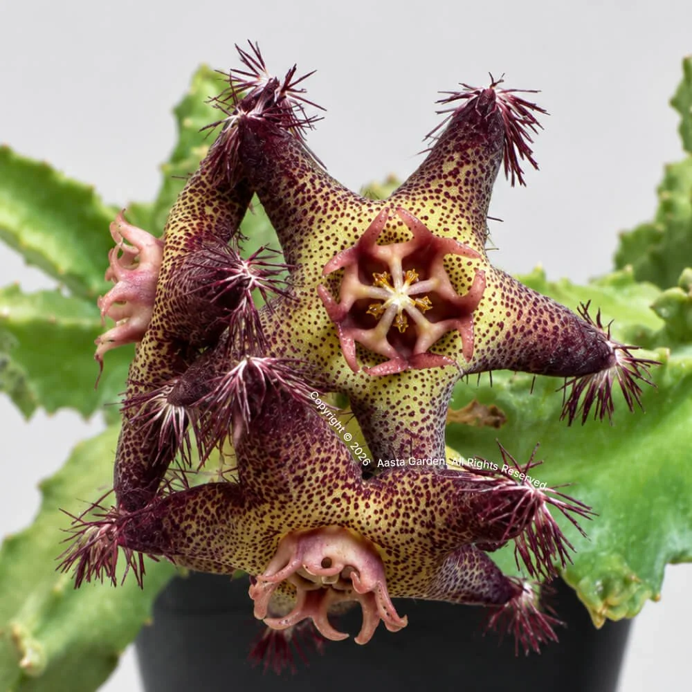 Caralluma foetida02.jpg