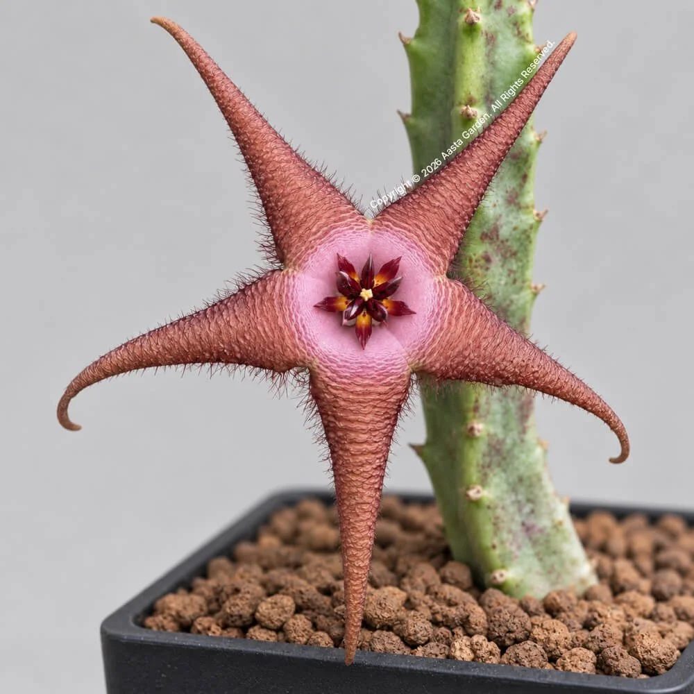 Stapelia flavopurpurea X Stapelia schinzii
