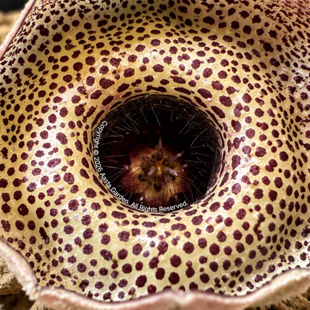 Huernia Erectiloba(Brown dot Fl) 03.jpg