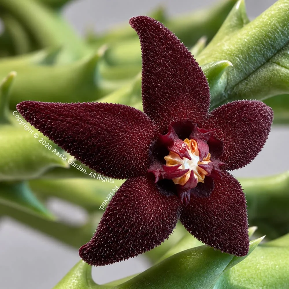 Orbea subterranea02.jpg