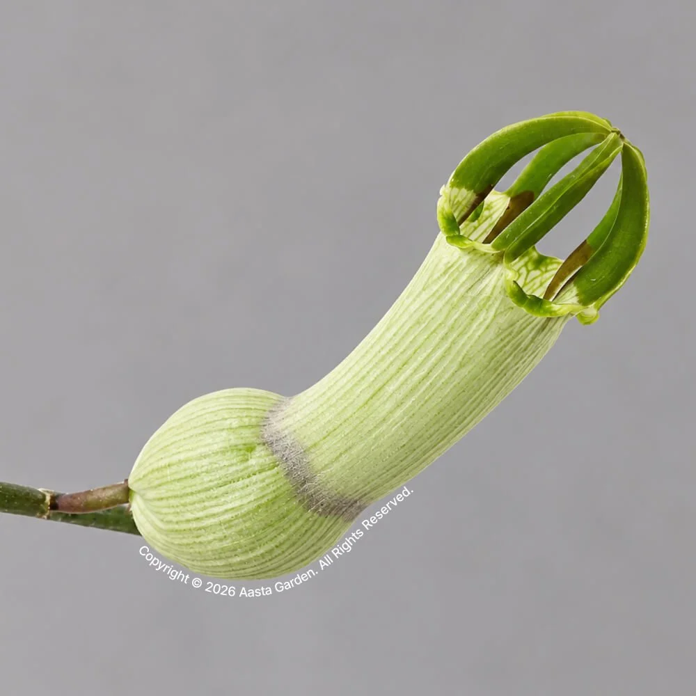 Ceropegia ampliata