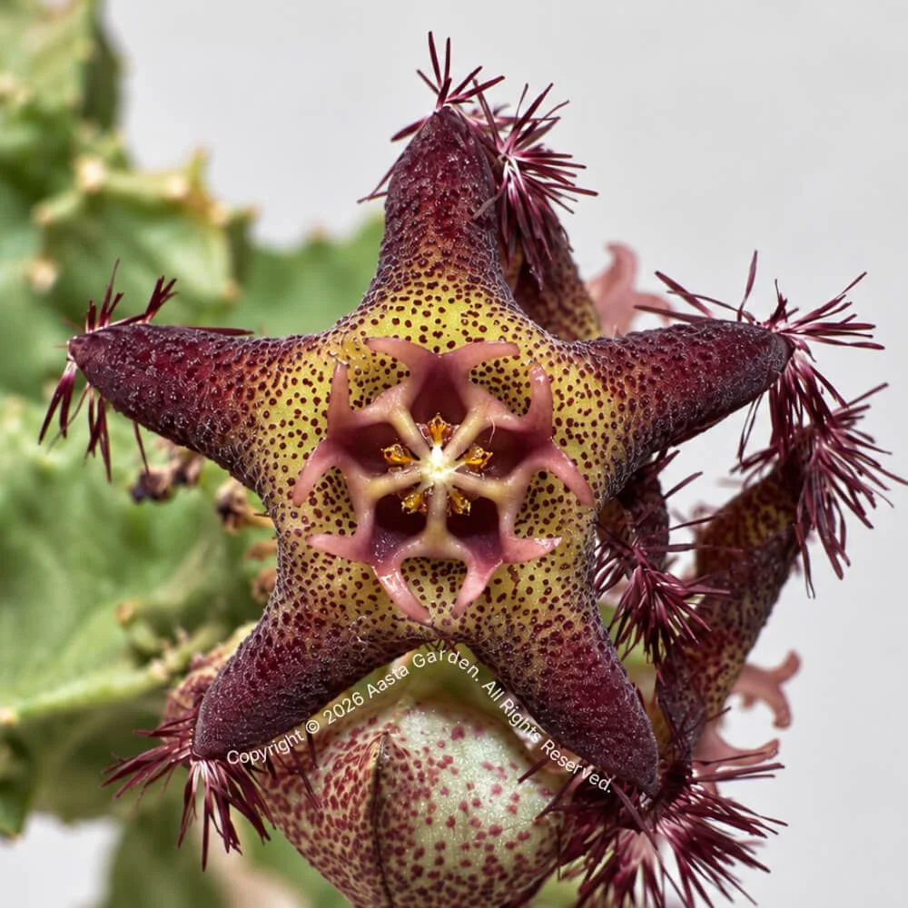 Caralluma foetida