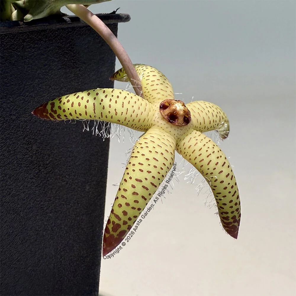 Orbea maculata ssp. maculate(From Mozambique) 2.jpg