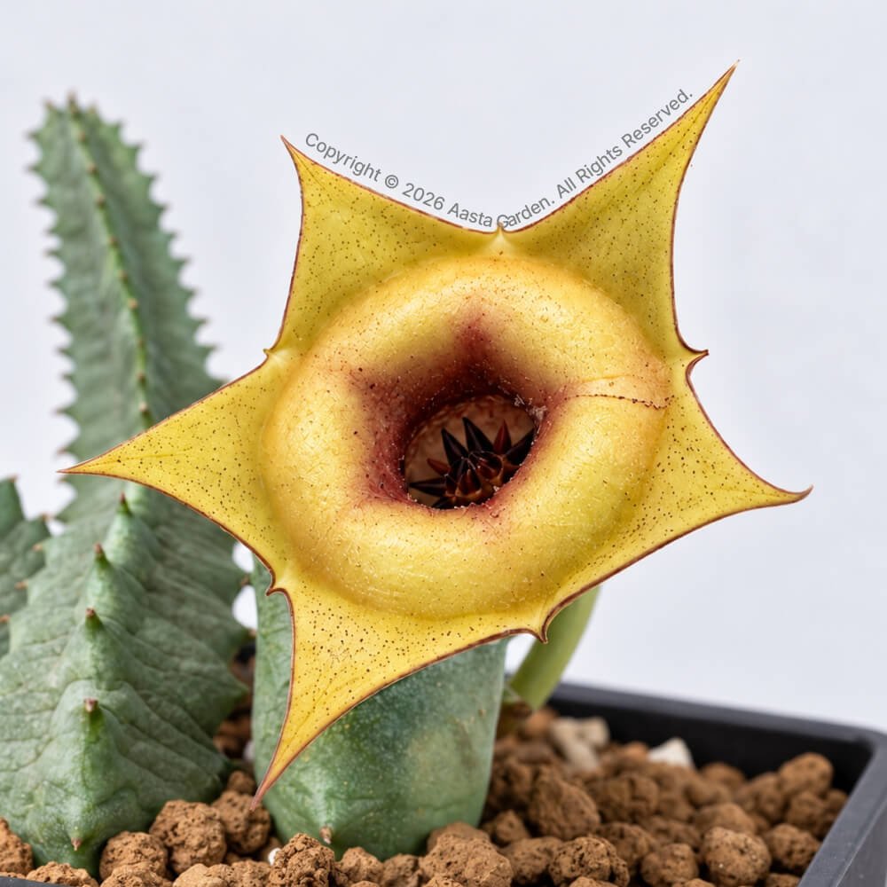 Huernia zebrina hyb. ‘Butter Donut’02.jpg