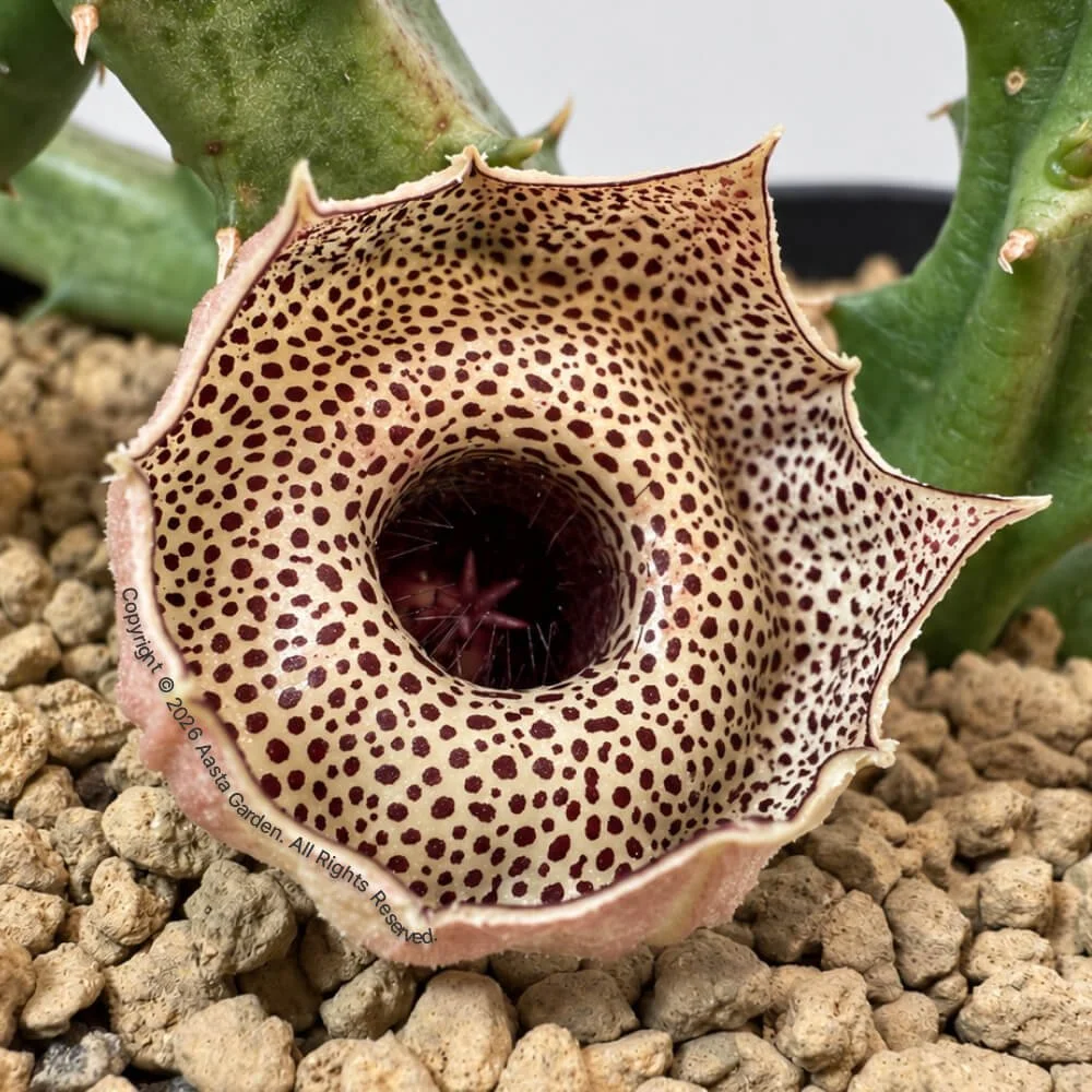 Huernia Erectiloba(Brown dot Fl) 02.jpg