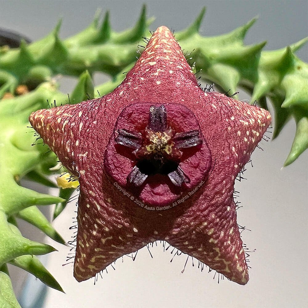 Orbea woodii_01.jpg