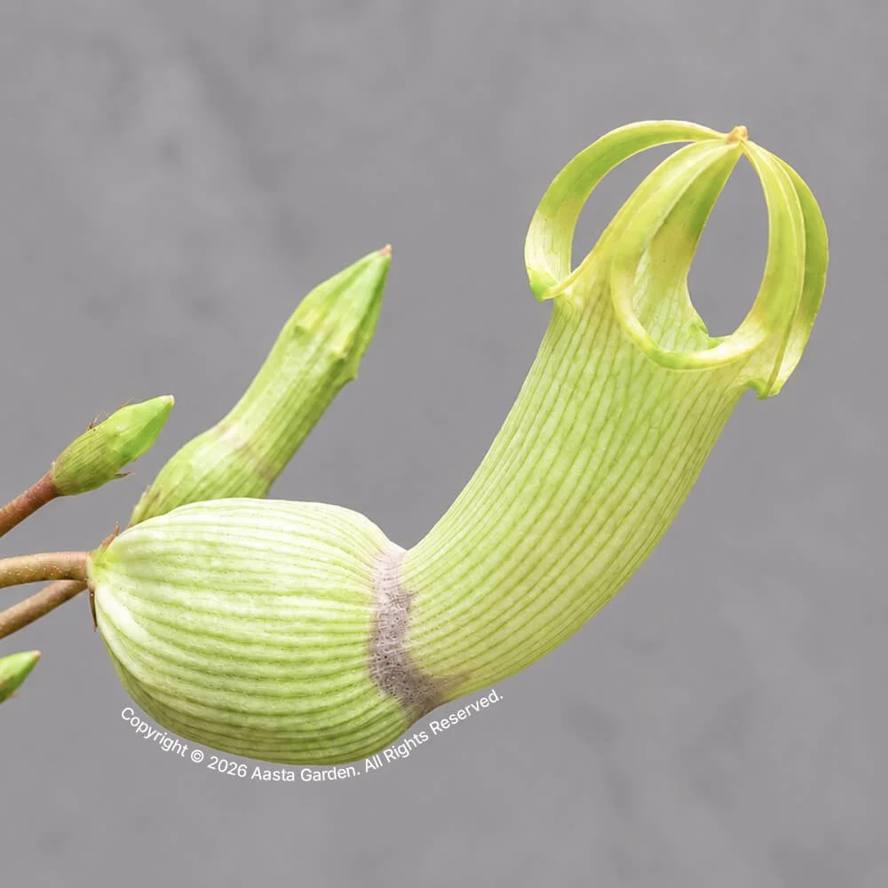Ceropegia ampliata (Yellow-Hook)