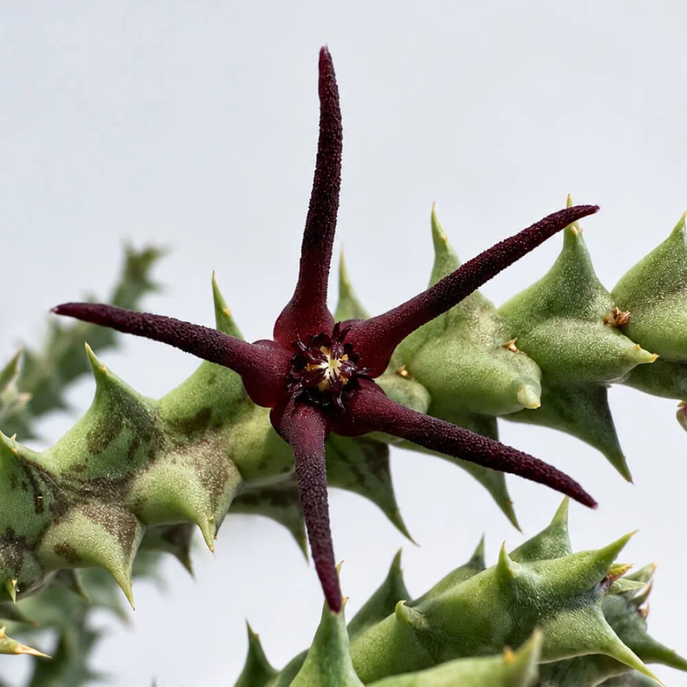 Orbea baldratii ssp. baldratii2.jpg