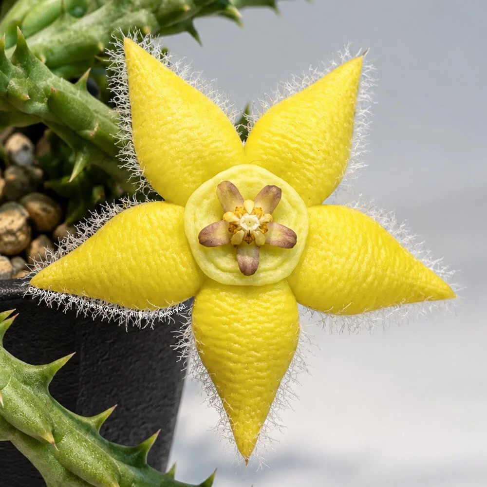 Orbea semota var. lutea