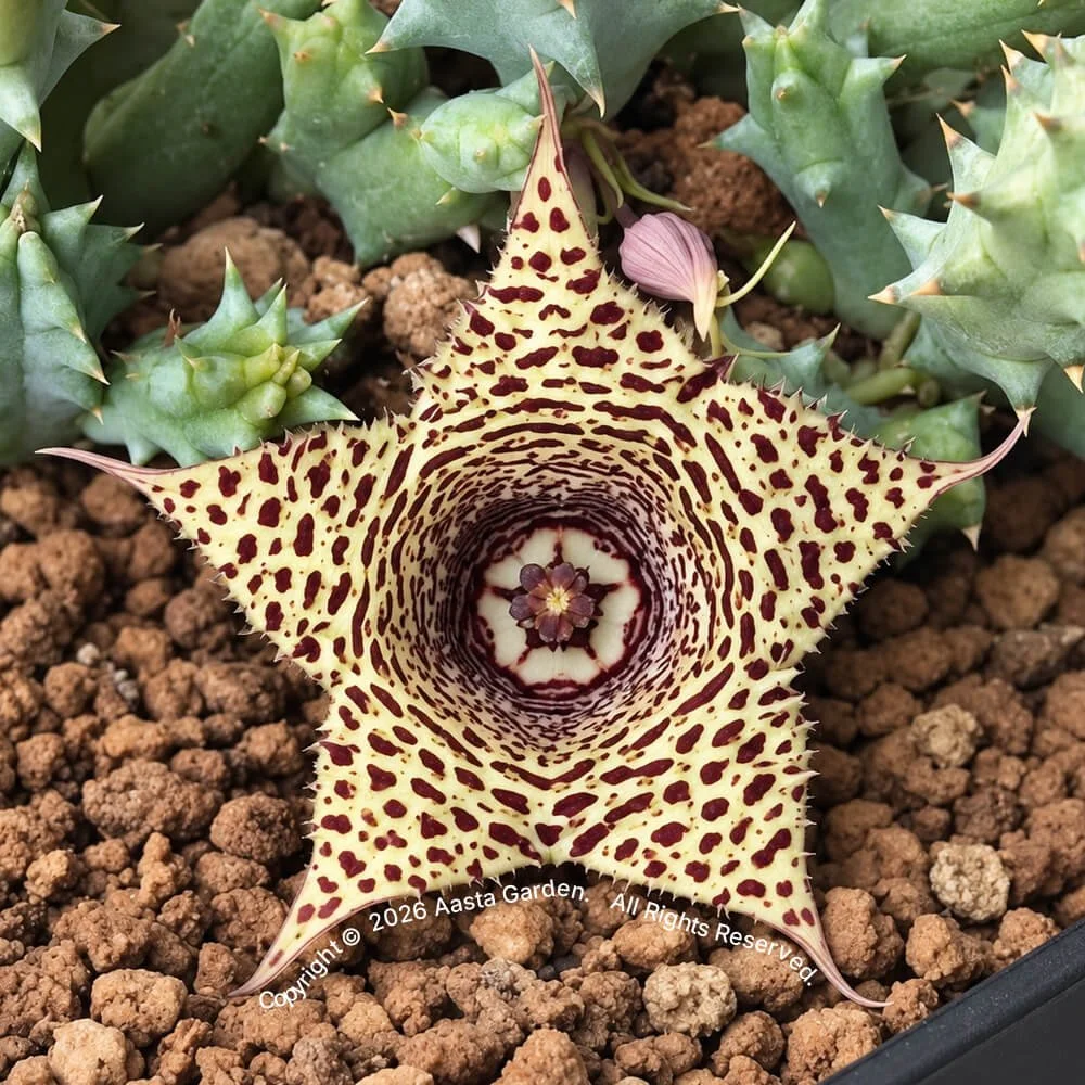 Huernia hyb. 'Garnet Vortex'.jpg