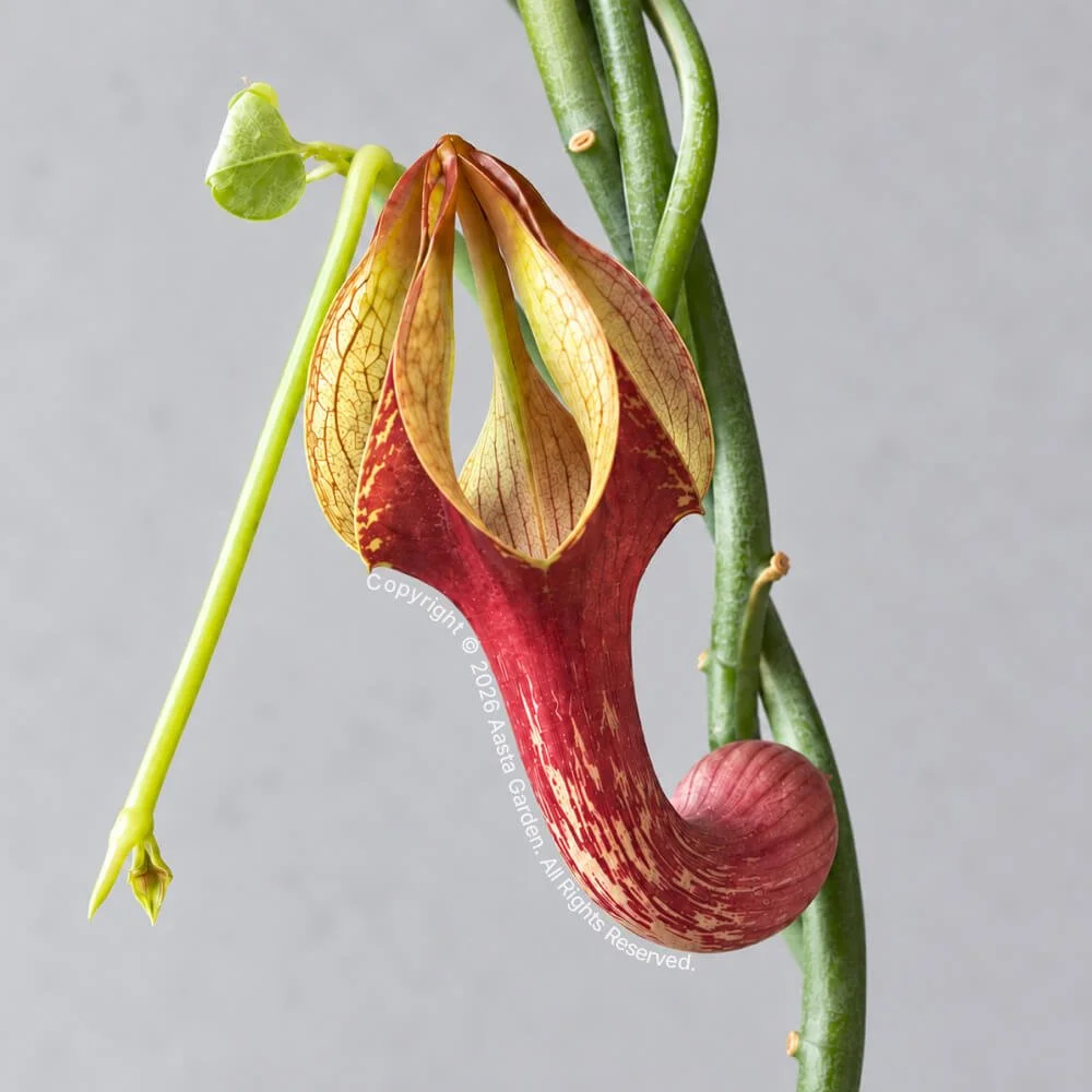 Ceropegia aristolochioides hyb..jpg