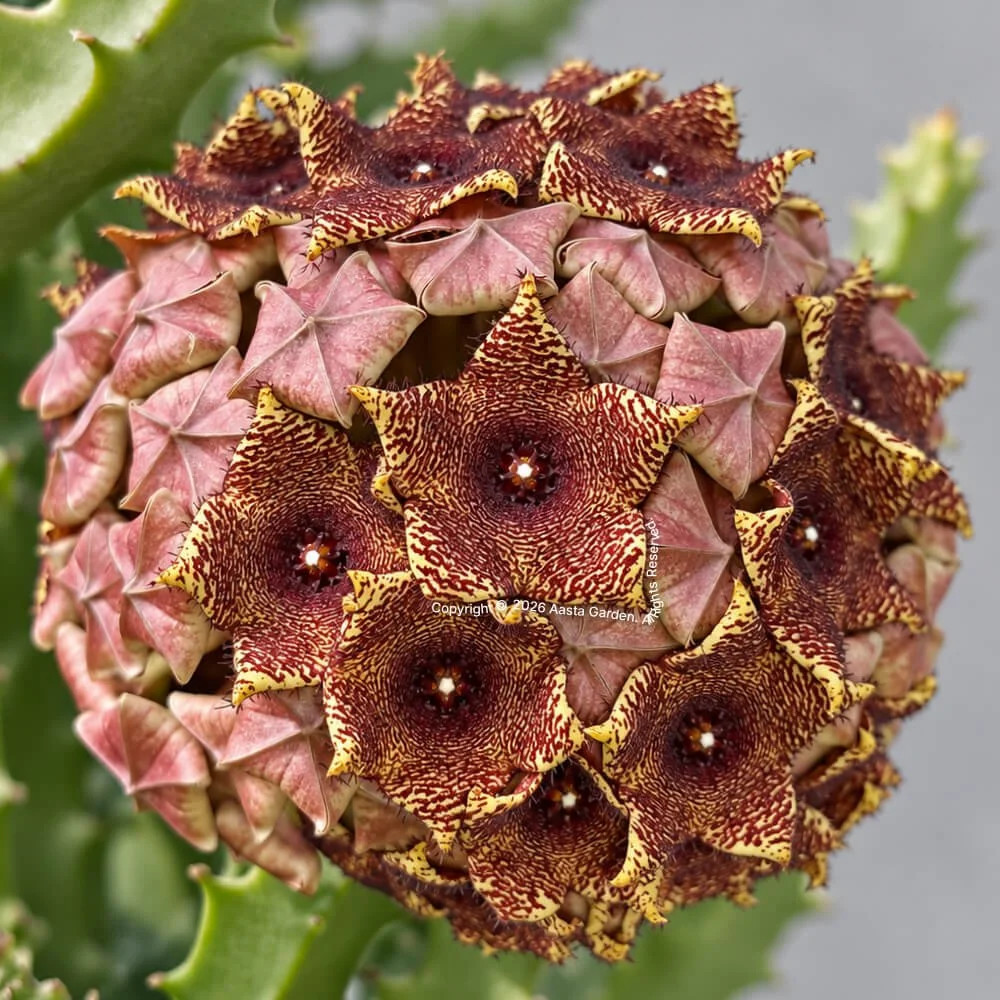 Caralluma umbellata (Roxb.)